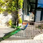 B سان تروبيه